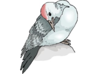 Sticker Custom Preview Image #017374 Animals Birds Woodpecker13