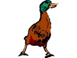 Sticker Custom Preview Image #017473 Animals Brush Stroke Duck Mallard1