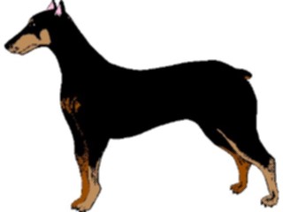 Sticker Custom Preview Image #022900 Animals Domesticated Doberman9