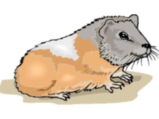 Sticker Custom Preview Image #023153 Animals Domesticated Guinea Pig