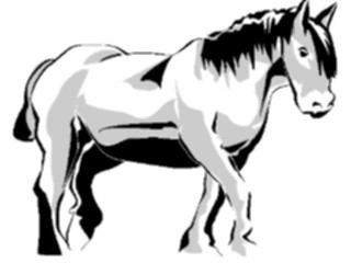 Sticker Custom Preview Image #023160 Animals Domesticated Horse04