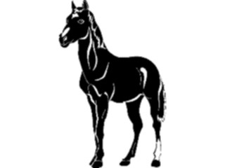 Sticker Custom Preview Image #023164 Animals Domesticated Horse08