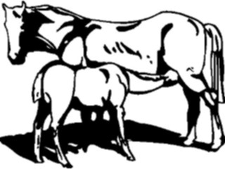 Sticker Custom Preview Image #023220 Animals Domesticated Horse Colt1