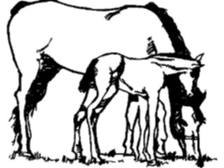 Sticker Custom Preview Image #023221 Animals Domesticated Horse Colt2