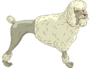 Sticker Custom Preview Image #023277 Animals Domesticated Poodle1