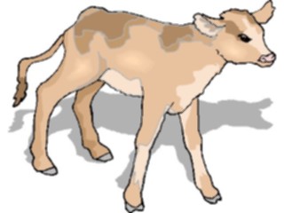 Sticker Custom Preview Image #023342 Animals Farm Animals Calf4