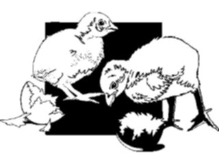 Sticker Custom Preview Image #023392 Animals Farm Animals Chicks Egg Shells