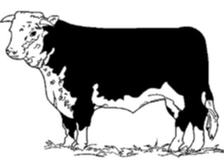 Sticker Custom Preview Image #023435 Animals Farm Animals Cow Hereford