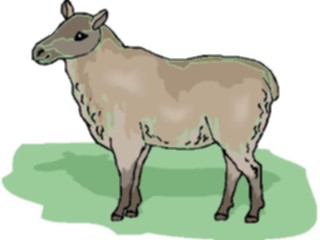 Sticker Custom Preview Image #023440 Animals Farm Animals Ewe