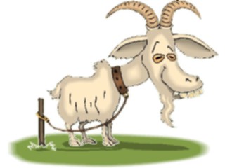 Sticker Custom Preview Image #023446 Animals Farm Animals Goat5