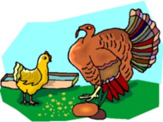 Sticker Custom Preview Image #023566 Animals Farm Animals Turkey4