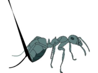 Sticker Custom Preview Image #023574 Animals Insects Ant06