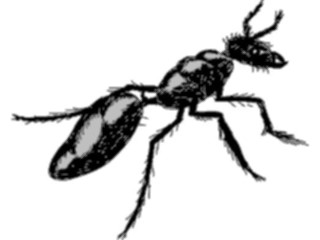 Sticker Custom Preview Image #023582 Animals Insects Ant14