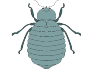 Sticker Custom Preview Image #023621 Animals Insects Beetle06