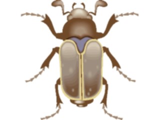 Sticker Custom Preview Image #023626 Animals Insects Beetle11