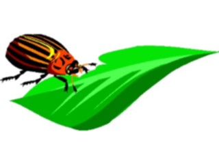 Sticker Custom Preview Image #023633 Animals Insects Beetle18