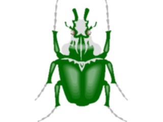 Sticker Custom Preview Image #023640 Animals Insects Beetle Goliath