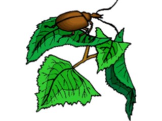 Sticker Custom Preview Image #023641 Animals Insects Beetleon Leaf