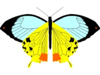 Sticker Custom Preview Image #023658 Animals Insects Butterfly003