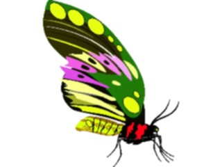 Sticker Custom Preview Image #023679 Animals Insects Butterfly024