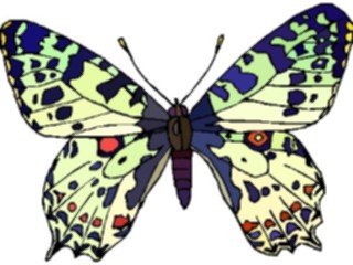 Sticker Custom Preview Image #023705 Animals Insects Butterfly050