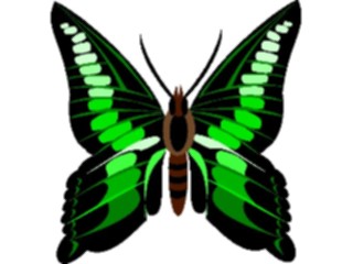 Sticker Custom Preview Image #023707 Animals Insects Butterfly052