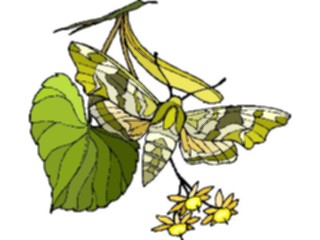 Sticker Custom Preview Image #023713 Animals Insects Butterfly058