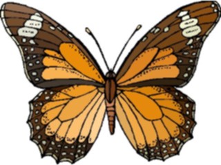 Sticker Custom Preview Image #023721 Animals Insects Butterfly066