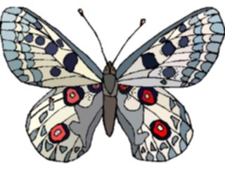 Sticker Custom Preview Image #023722 Animals Insects Butterfly067