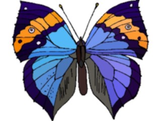 Sticker Custom Preview Image #023725 Animals Insects Butterfly070