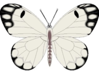 Sticker Custom Preview Image #023727 Animals Insects Butterfly072