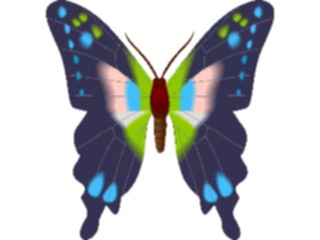 Sticker Custom Preview Image #023735 Animals Insects Butterfly080