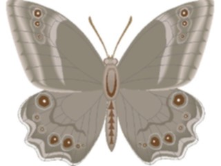 Sticker Custom Preview Image #023737 Animals Insects Butterfly082