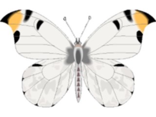 Sticker Custom Preview Image #023740 Animals Insects Butterfly085