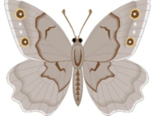 Sticker Custom Preview Image #023742 Animals Insects Butterfly087