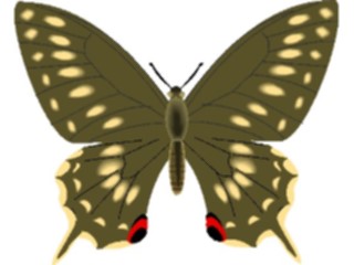 Sticker Custom Preview Image #023747 Animals Insects Butterfly092