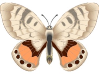 Sticker Custom Preview Image #023752 Animals Insects Butterfly097