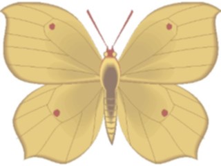 Sticker Custom Preview Image #023758 Animals Insects Butterfly103