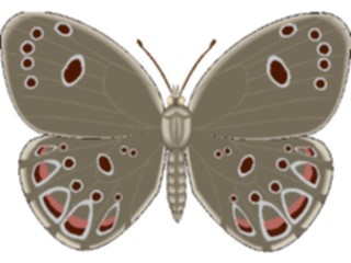 Sticker Custom Preview Image #023761 Animals Insects Butterfly106