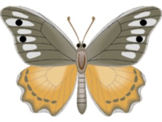 Sticker Custom Preview Image #023762 Animals Insects Butterfly107