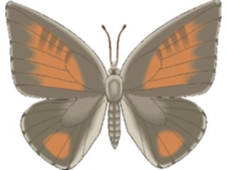 Sticker Custom Preview Image #023766 Animals Insects Butterfly111