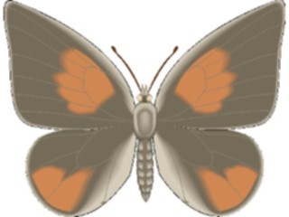 Sticker Custom Preview Image #023767 Animals Insects Butterfly112