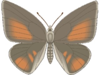 Sticker Custom Preview Image #023769 Animals Insects Butterfly114