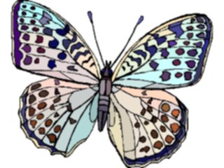 Sticker Custom Preview Image #023771 Animals Insects Butterfly116