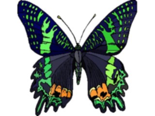 Sticker Custom Preview Image #023772 Animals Insects Butterfly117