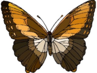 Sticker Custom Preview Image #023773 Animals Insects Butterfly118