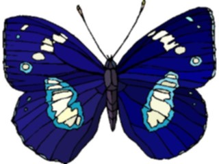 Sticker Custom Preview Image #023781 Animals Insects Butterfly126