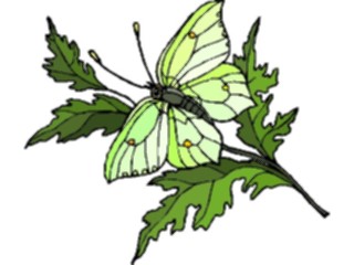 Sticker Custom Preview Image #023783 Animals Insects Butterfly128