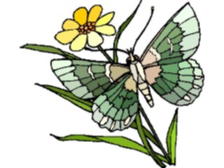 Sticker Custom Preview Image #023784 Animals Insects Butterfly129