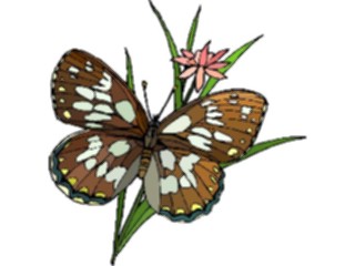 Sticker Custom Preview Image #023787 Animals Insects Butterfly132